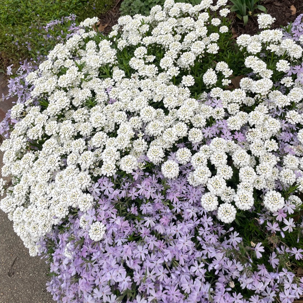 🌞YAY Spring - Picture 5 of 8